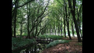 Bruggen in het Amsterdamse Bos deel 1  Bosplan Amsterdam [upl. by Knorring]