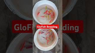 Widow Tetra Breeding பண்ணலாம் வாங்க 🤣🤣 [upl. by Gerick]