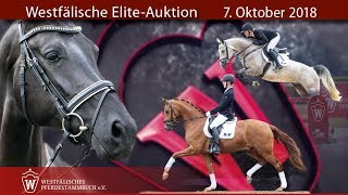 Westfälische EliteAuktion 7 Oktober 2018 Der Trailer [upl. by Naesal576]