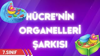 Organeller Şarkısı  7 Sınıf Fen Hücrenin Kısımları  Eğlenceli Fen Şarkıları [upl. by Seleta]