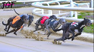 You Wont Believe the Speed of This 500m in Under 30 Seconds Greyhound Racing Championship [upl. by Lorie]