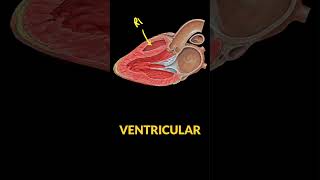 🫀 Learn POCUS Parasternal Long Axis View 🔊 [upl. by Cotterell]