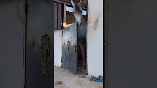 راعي الحيوانات  راعي الخيول 🐎  هرب الخيل  راعي هبي horse [upl. by Landbert]