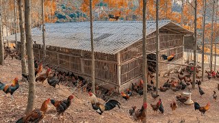 How to raise 2000 chickens in the mountains  Poetic chicken farm [upl. by Gnil]