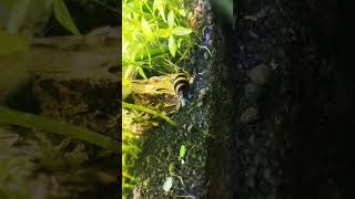 Assassin snail Anentome helena walking tamali garden watergarden aquarium gardening snail [upl. by Alverta]