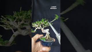 perjalanan bahan bonsai sancang mini dari pertama kali pakai pot kecil bonsai bonsaitree bonsail [upl. by Ziza]