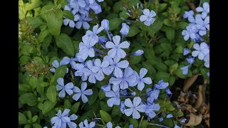 Growing Requirements For Plumbago Auriculata [upl. by Mandy622]