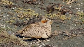 Black bellied sandgrouse  2242015 at Akrotiri  Cyprus  By George Konstantinou [upl. by Trebornhoj]