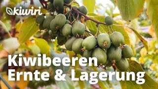 Kiwibeeren ernten und lagern [upl. by Kaenel565]