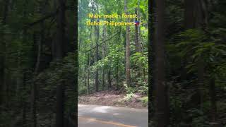 Man  made forest Bohol Philippines 🇵🇭 [upl. by Ahsinwad]