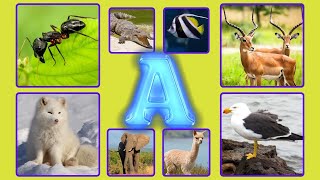 quotWildlife A to Z Animals That Start with Aquot ANT  ANTELOPE  ALLIGATOR  ANGELFISH [upl. by Leighton]