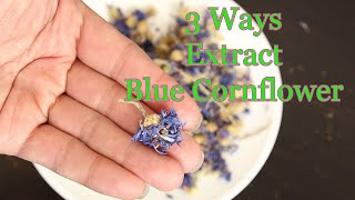 Benefits and Uses of Blue Cornflower Three Ways to Extract Blue Cornflower Eye Care Herb [upl. by Kenlay899]