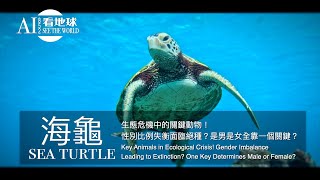 【Sea turtle  Key Animals in Ecological Crisis Gender Imbalance Leading to Extinction】 [upl. by Aihsela]