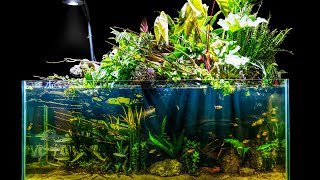 Natural Jungle Aquascape w Emergent Plants Riparium Build [upl. by Brodie]