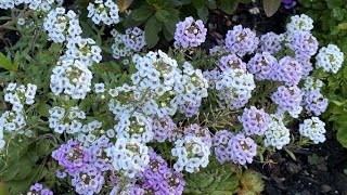 Sweet Alyssum Lobularia Maritima  Self Seeded amp In Blooms [upl. by Durston]