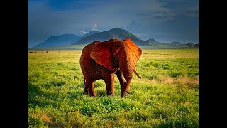 SAFARI IN KENYA Tsavo East National Park [upl. by Soule]