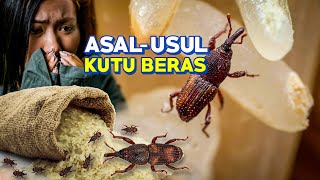 KUTU BERAS  Mengapa tibatiba muncul di dalam berasmu Dari mana asalnya Sitophilus oryzae bag 1 [upl. by Elletnwahs]