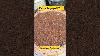 DhaniyaCoriander kaise lagaye corianderseeds plant corianderleaves organic homecomposting 🌳 [upl. by Carol-Jean]