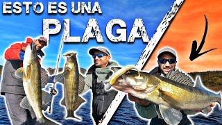 Pesca en INVIERNO intentando dar con los LUCIOS de ORELLANA [upl. by Eenaej]