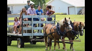 Sister Haflinger Mares Cataloged Kalona Monthly Horse Sale 10724 [upl. by Leen]