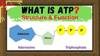 ATP  Structure and Function  What is ATP in Biology   ATP Cycle  Energy Currency of the Cell [upl. by Danelle]