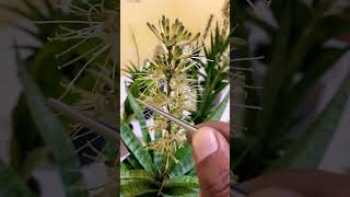 How to get a Sansevieria Hybrid sansevieria sansevieriahybrid plants snakeplant houseplants [upl. by Lazaruk]