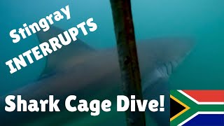 Stingray INTERRUPTS Shark Cage Dive [upl. by Liartnod]