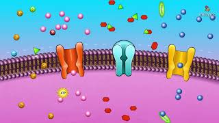 Cell membrane permeability  Animated membrane physiology [upl. by Ieluuk]