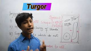 TURGIDITY and PLASMOLYSIS Transport in Plants Class 11 Biology NEET [upl. by Naesar511]