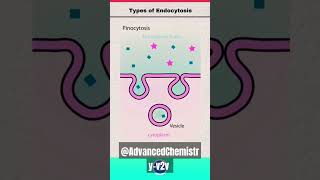 Endocytosisbiology shortsfeed biology endocytosis [upl. by Nashom184]