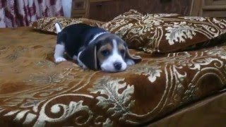 3 months old beagle puppy playing on bed  Bealge puupy  Moglee the Beagle [upl. by Andreas726]