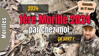 1ere Morille 2024 région de Liège Morchella sort [upl. by Akimyt711]