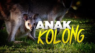 Marsupial Hewanhewan Berkantung AlamSemenit [upl. by Teryn]