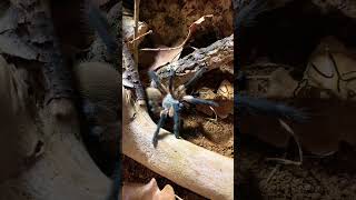 She explores the new enclosure 👀 tarantulas monocentropusbalfouri enclosure new shorts [upl. by Pomona]