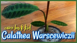 CALATHEA WARSCEWICZII l THE COMEBACK KID l FEB 20 [upl. by Fablan836]