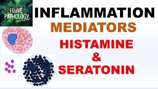 INFLAMMATION Part 4 Chemical Mediators HISTAMINE amp SEROTONIN [upl. by Adnilasor]