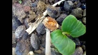 Harad  Harra  Inknut  Yellow Myrobalan Haritiki  Abhaya  seed germination  Part 01 [upl. by Ena]