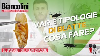 📌​ Blatte appena nate Le varie tipologie di Blatte ecco come riconoscerle e cosa fare🪳 [upl. by Tilford]