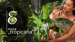 Złośliwy bananowiec Musa Tropicana Dlaczego banan nagle przestaje rosnąć Problemy Musa Acuminata [upl. by Eirolam]