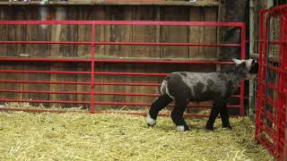 Ahart Club Lambs Piebald Ewe Lamb [upl. by Nica]