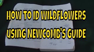 How to ID Wildflowers using Newcombs Guide [upl. by Yrrek]