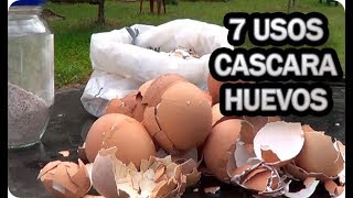 Como utilizar las CÁSCARAS DE HUEVOS como ABONO para las plantas [upl. by Irdua]