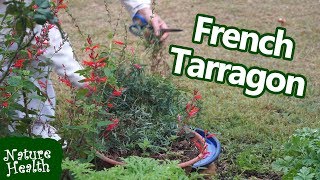 How to grow French tarragon abundantly and successfully [upl. by Eihctir]