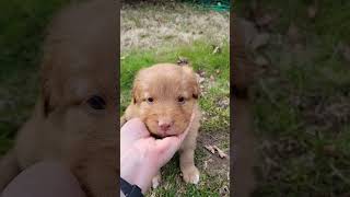 Nova Scotia Duck Tolling Retriever Puppy Toller Puppy K4 [upl. by Hsara]