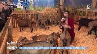 ANIMAUX  La chèvre Alpine a pris ses quartiers en PoitouCharentes [upl. by Atinev]