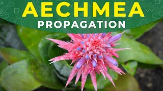 AECHMEA FASCIATA PROPAGATION  Roots formation care conditions [upl. by Nashner]