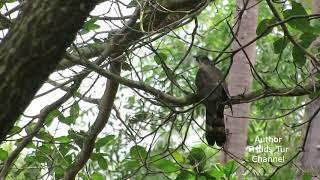 Large hawkcuckoo soundsForest birds of Vietnam [upl. by Aicenad457]