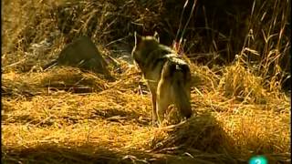 Lobos Documental Sobreviviendo en la naturalezaEspañolCastellano [upl. by Jenkel332]