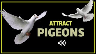 Sound to Attract Pigeons  Pigeon Call [upl. by Nikos]