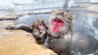 Japanese Onsen Ryokan Where You Can Bathe with Snow Monkeys🐒♨️  Jigokudani Snow Monkey Park  ASMR [upl. by Ahsenrat]